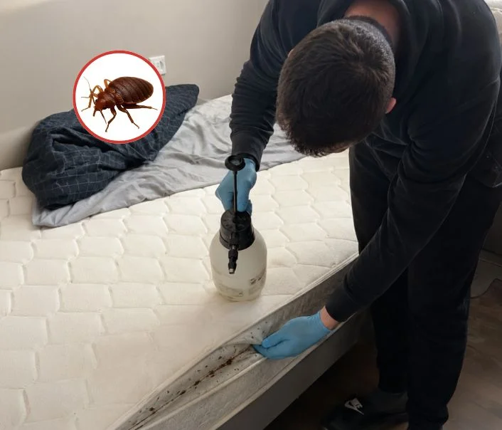 Technicien traitant un matelas contre les punaises de lit à Senlisse